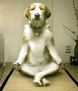 inner peace dog